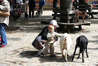 Animal petting area