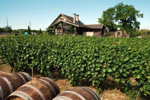 part of a vineyard with a couple of wooden barrels and a cellar in the background