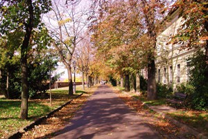 walkways lined with trees in Autumn in Buda Castle