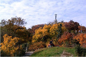 colorful foligae on the hill in autumn, Statue of Liberty can be seen