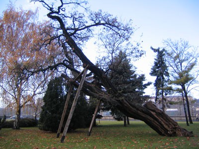 oldest_tree_budapest