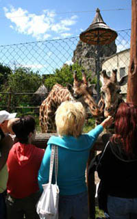 visitors feeding 2 giraffes in the Zoo