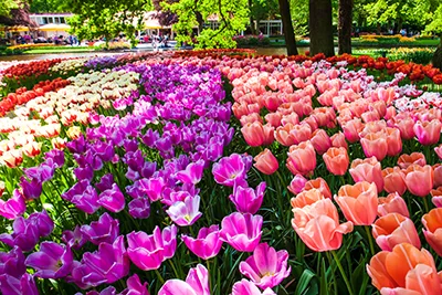 Budapest May Tulips